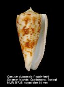 Conus moluccensis (f) stainforthii